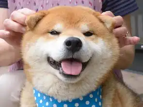 表情最丰富的柴犬,被誉为柴犬中的王中王,还是出过写真的狗狗
