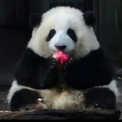 花花幼崽时期全身炸毛太可爱了大熊猫花花治愈心灵的可爱小熊
