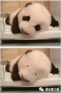 什么你竟然是这样的大熊猫
