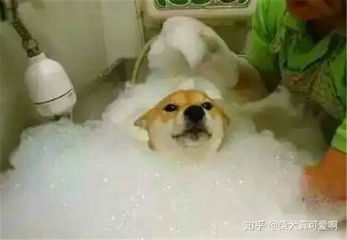 养柴犬真的很难驯服吗
