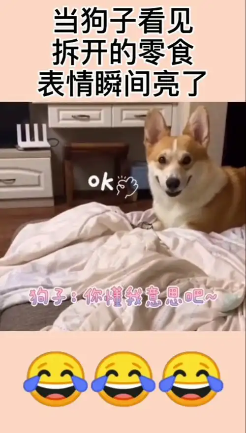 当狗子看见拆开的零食,表情瞬间亮了
