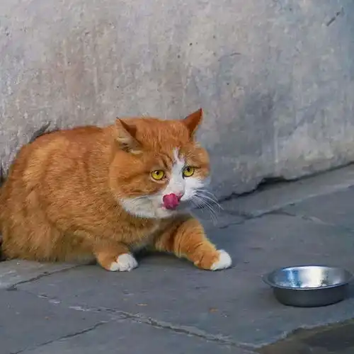 故宫里的猫咪火了橘猫小心翼翼地干饭引发网友爆笑御猫就是富态
