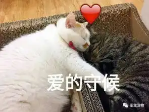 惊你表情包里这些猫的原型来了,快看你认识几个
