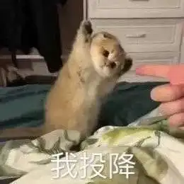 猫成精了是种什么样的体验送去中戏
