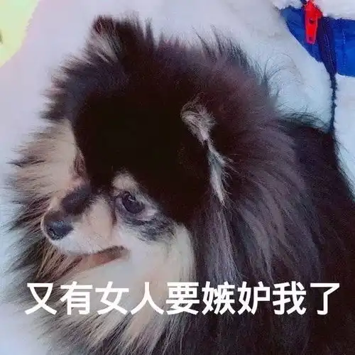 金碳表情包大放送
