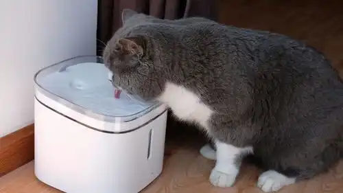 跟着我家猫主子一起奔小康小顽智能宠物饮水机体验

