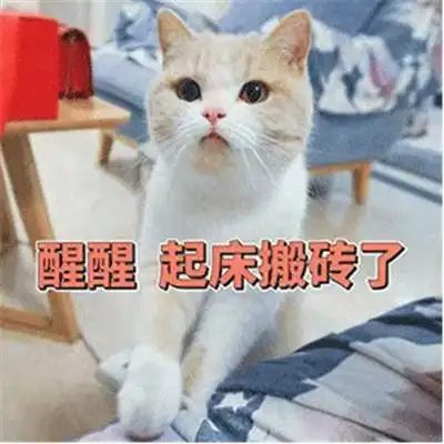猫咪围观你起床的表情包合集
