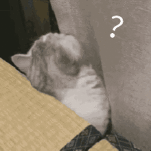 王俊凯表情包神似卖萌的猫咪,俊凯又要坐实凯喵称号了
