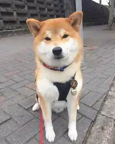 那对超萌超可爱的柴犬兄弟又来了
