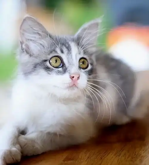 猫咪的微表情,你看懂了吗
