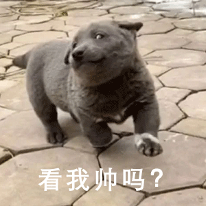 抖音英短蓝狗梗图片英短蓝狗表情包
