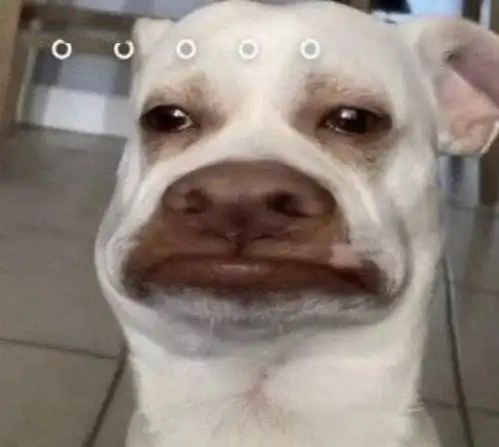 狗狗垮脸表情包拉拉个大b脸
