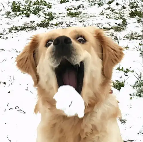 这白色冷冰冰的是啥毛孩初见下雪冷到秒变表情帝
