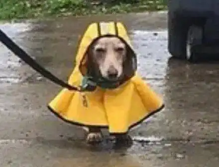 关注眉山新一轮强降雨来袭主要集中在今晚,境内多趟列车晚点或停运
