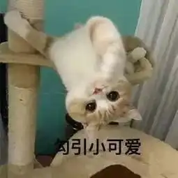 校团委官方抖音恭候各位小主许久啦
