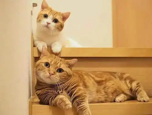 猫咪歪头杀虽可爱暴击但背后还有这6个深层含义
