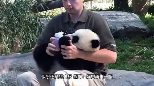 熊猫黏着饲养员要奶喝,不给就抱大腿不松手,也太可爱了吧
