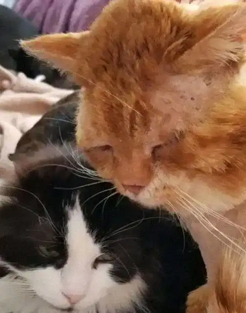 橘猫敲响窗户,却不敢进屋,一脸憔悴,其实它是在喊救命aslan猫咪地球
