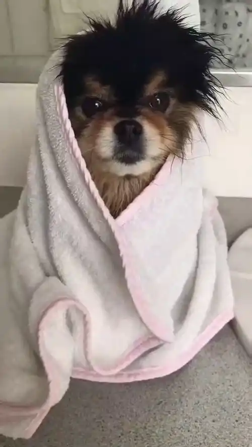 在家给狗狗洗澡,这小表情没谁了,这也太可爱了
