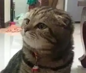 猫咪把碗里的粮全部吃完了,另一只猫的表情亮了
