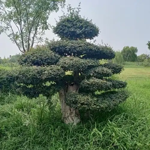 刘备这一次套狼,虽然是套了,其实自己也被曹操套住
