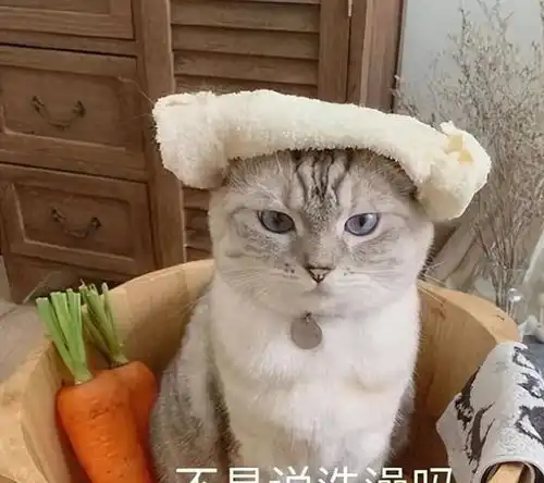 猫界中,最通人性的几种猫,养到算你捡到宝
