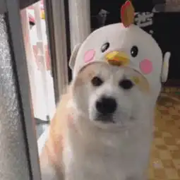请问这帽子上哪买
