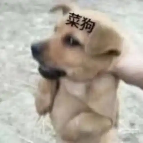 当我对着猫放了一个p,哈哈哈哈哈