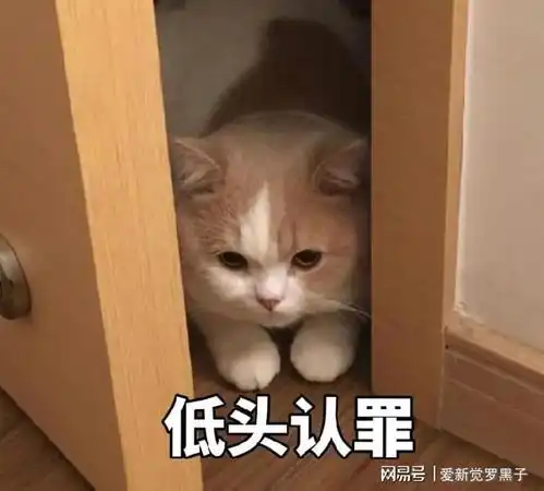 猫咪挨打也不反抗,原因有这些
