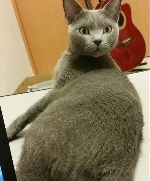 趁蓝猫午睡,主人心生邪念,弹了它的蛋蛋,蓝猫懵圈了猫咪
