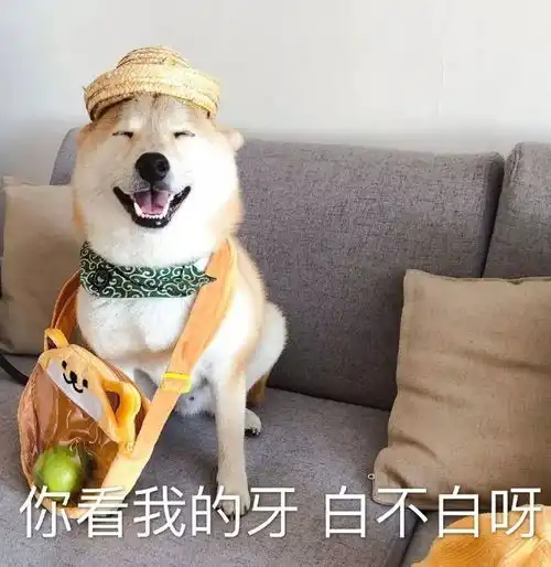 表情包一只叫做芋圆的魔性柴犬
