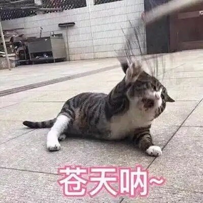 一组非常有趣的表情包等等,我找个表情包骂你
