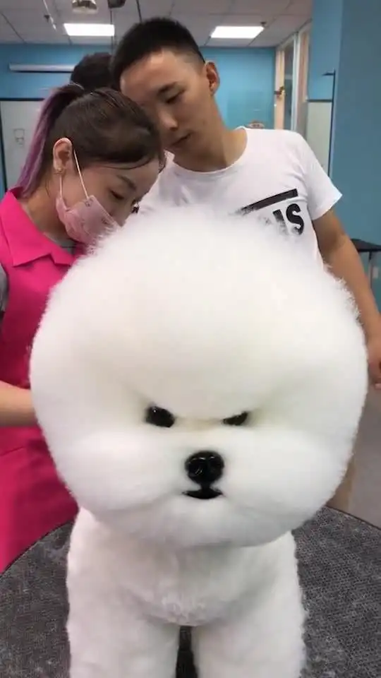 狗狗永远一副我很生气的表情,咋这么搞笑
