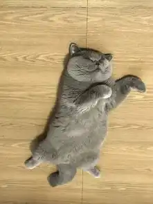 第一届猫咪表情包大赛开始投票啦这波斗图我服
