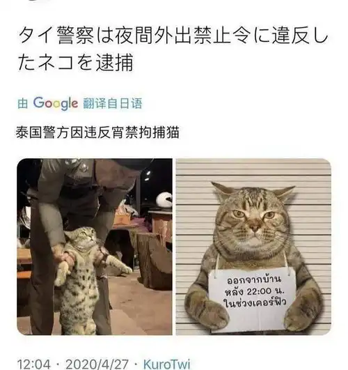 搬瓜组泰国警方抓捕了一只违反宵禁的猫真的假...
