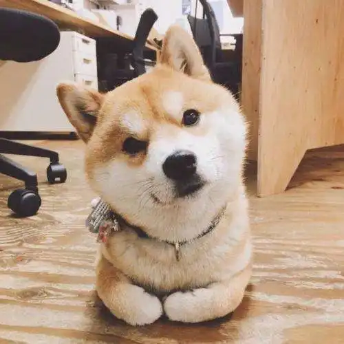 柴犬是日本土狗,和中华田园犬差不多,却深受国人喜爱

