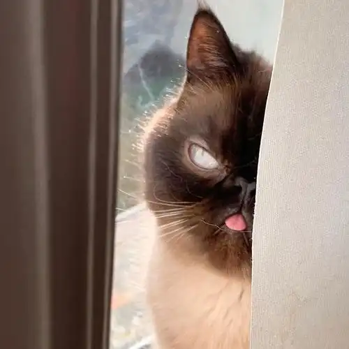 这是ikiru一只会向你吐舌头的异国短毛猫

