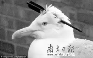 鸟坚强头顶飞镖仍能飞翔
