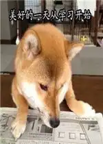 我还能再学一会柴犬表情包带字美好的一天从学习开始柴犬表情包下载乐游网游戏下载
