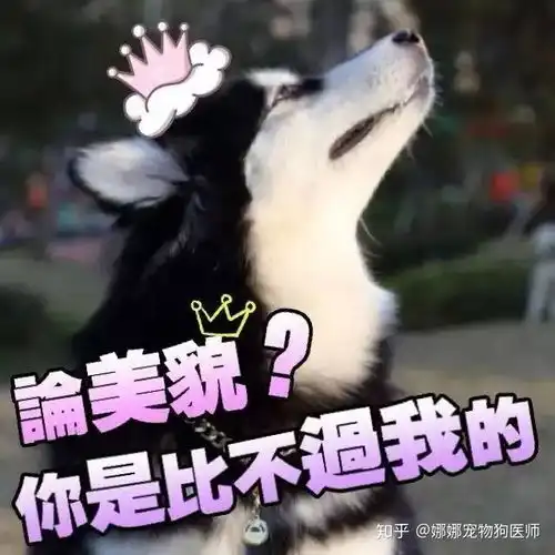 金毛萨摩耶阿拉斯加边牧,这四种哪种适合第一次养狗的人
