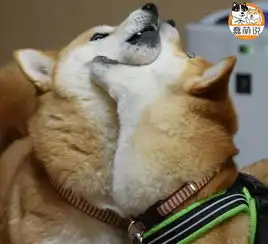 每日一po宠羡慕嫉妒恨越吵架越甜蜜的柴犬小两口

