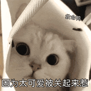 跟你超配的沙雕表情包
