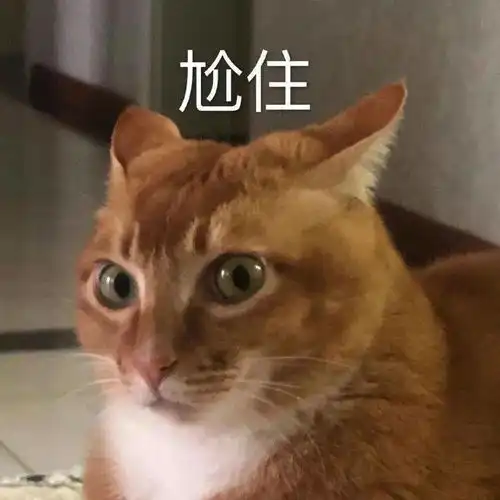 猫咪敦敦表情包

