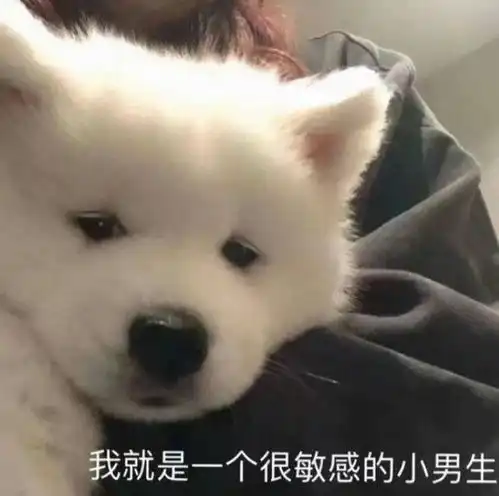 请给我分享一些猫猫狗狗图
