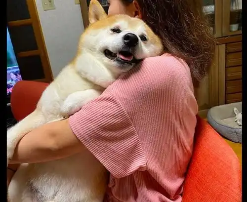 女友抱着柴犬看电视,它还一脸得意的表情羡慕吧,气死你
