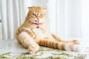 喵星人吸食猫薄荷后的爆笑表情喵主子秒变表情包
