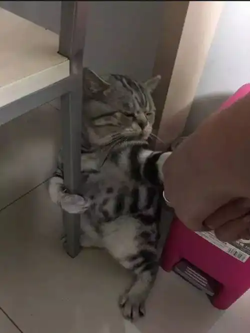 主人拉猫咪去洗澡,猫咪抓着椅子不放,网友真的怕水啊
