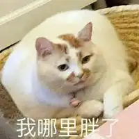 胖猫咪表情包微信头像图片大全
