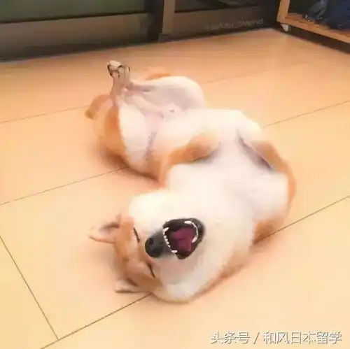 这些饭团竟然每个都在笑,到底玩的是美食还是艺术

