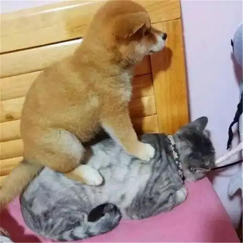 猫咪曾被年幼柴犬踩在背上,可现在猫咪老了,狗狗便每日抱着它

